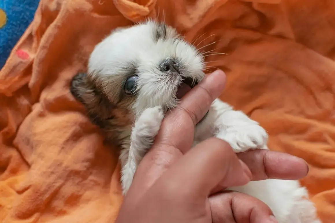 Un adorable chiot Shih Tzu mordille un doigt, un comportement typique des chiots jusqu'à environ 6 mois.