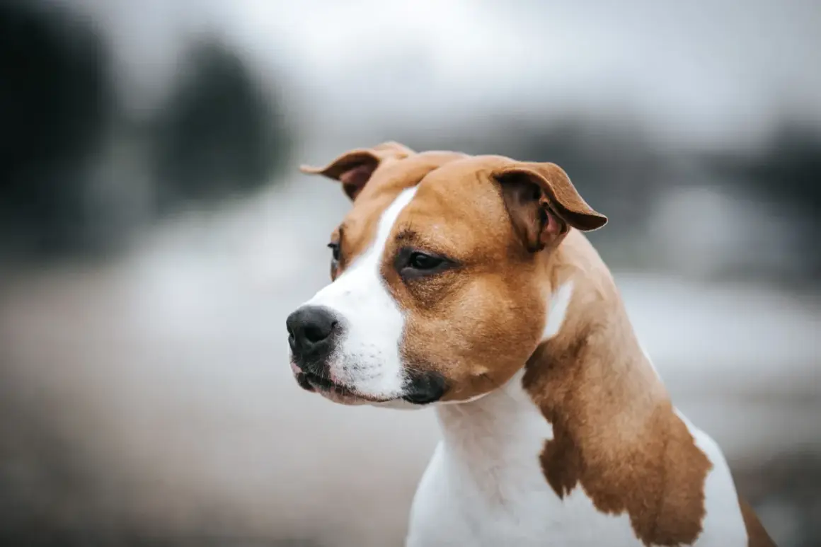 Un American Staffordshire Terrier, une race de chien de taille petite à moyenne, au pelage brun et blanc, regarde pensivement au loin.