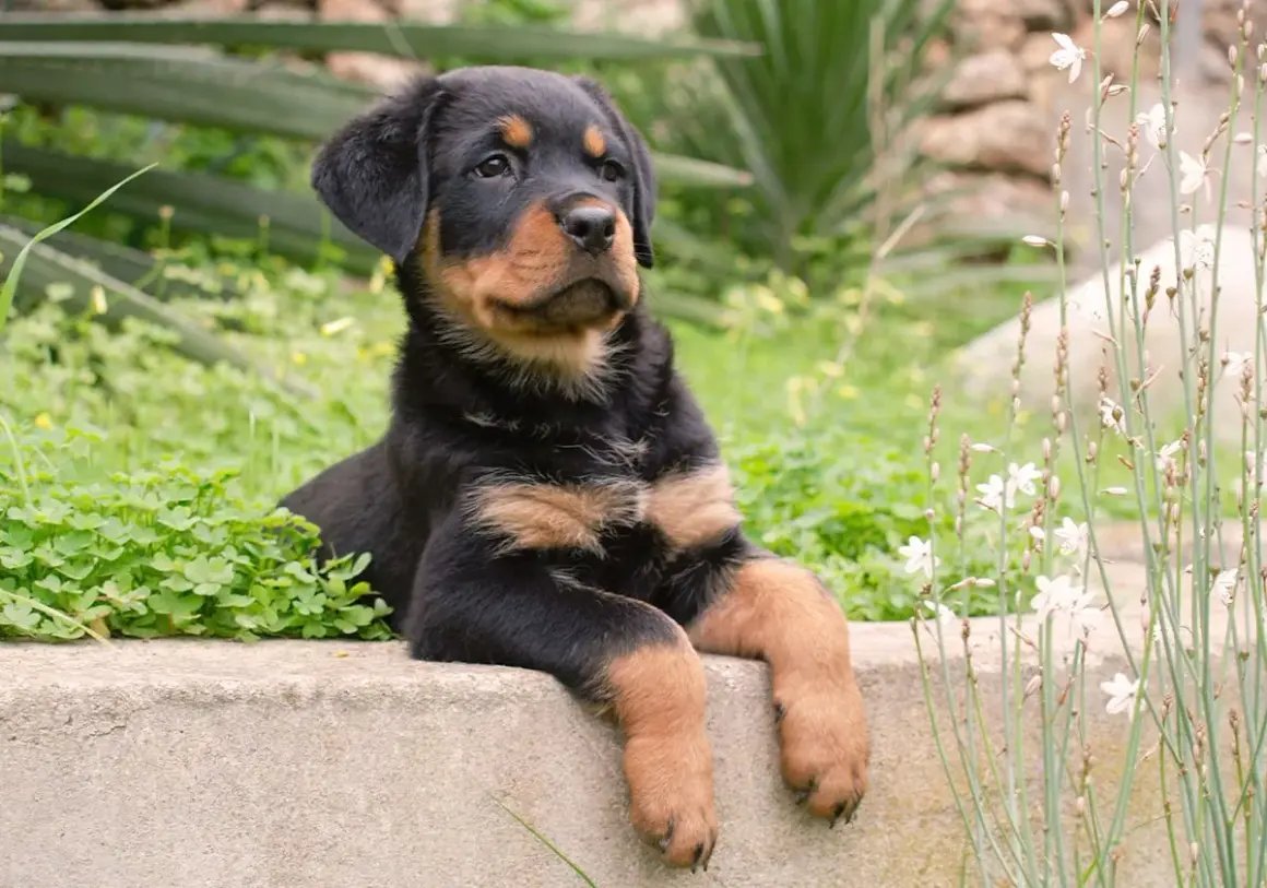 Un adorable chiot rottweiler royal, au regard curieux, se repose sur un muret entouré de verdure et de fleurs sauvages.