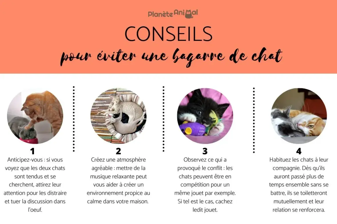 Conseils pour éviter une bagarre de chat : 4 astuces illustrées avec des chats, dont un nouveau chat à la maison.