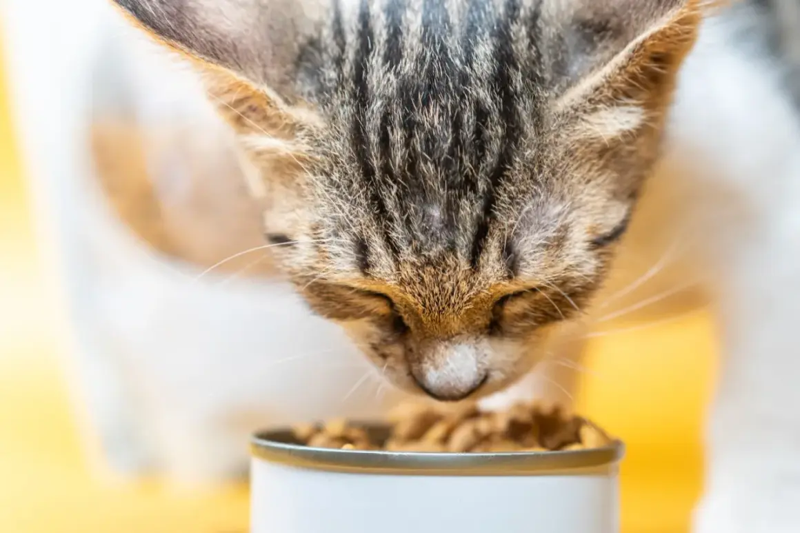 Un chat tigré savoure ses croquettes. Le choix des croquettes chat est important pour sa santé.