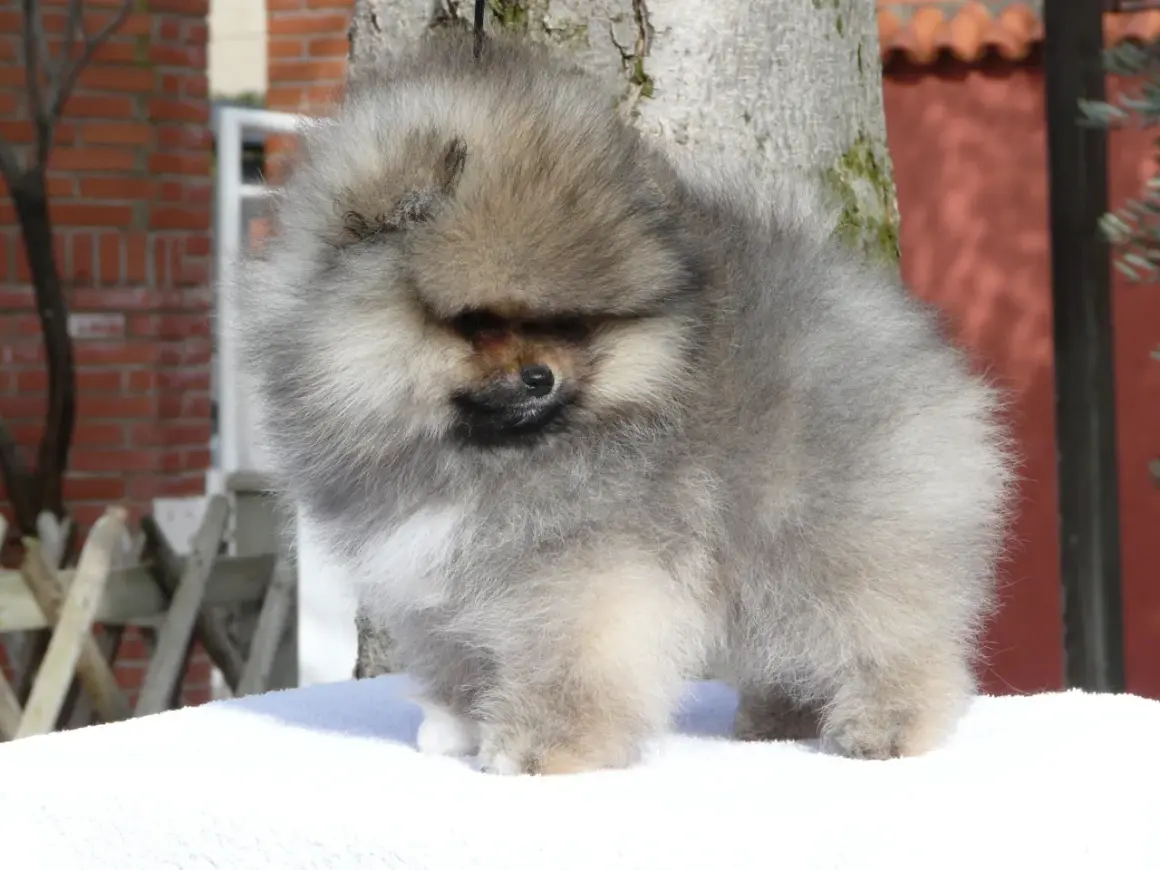 Adorable spitz nain aux poils longs et gris, posé sur une couverture blanche devant un arbre.