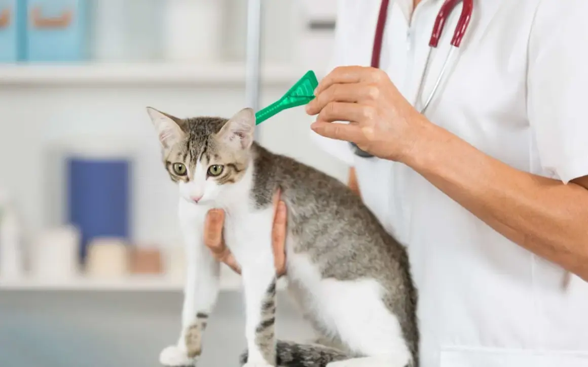 Un vétérinaire applique un traitement antiparasitaire sur un chat. La question "vermifuge tous les combien" est essentielle pour la santé de votre animal.