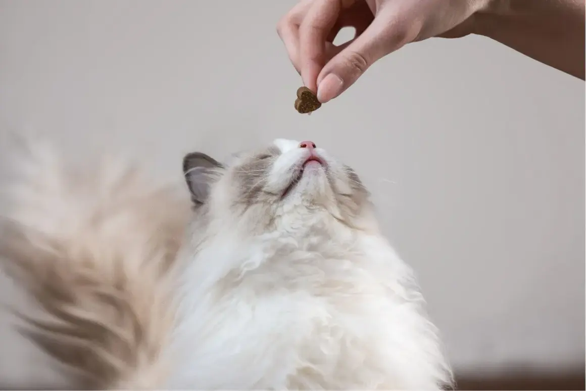 Un chaton Ragdoll attend sa friandise. La question est : combien de gramme de croquette pour un chat stérilisé ?