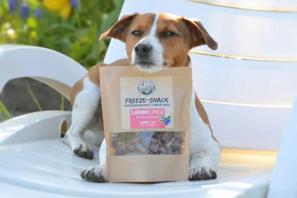 Un chien attend patiemment sa friandise : une mandarine pour les chiens, des morceaux de poumon d'agneau lyophilisé aux myrtilles.