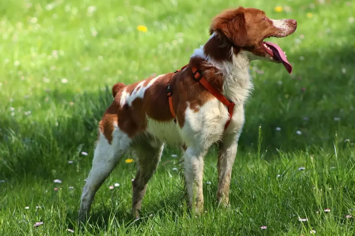 Un épagneul breton, tout excité, court dans l'herbe verte. Sa langue pend, signe de sa joie.