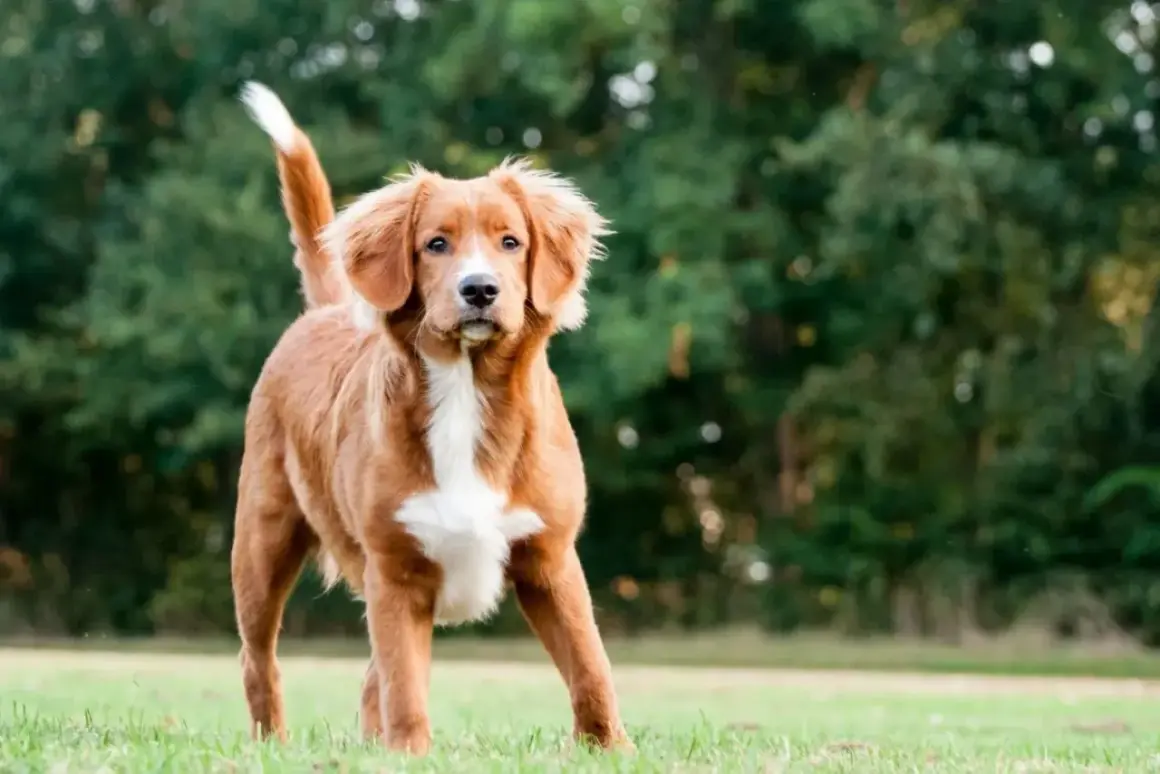 Un adorable retriever de la Nouvelle-Écosse, au pelage roux et blanc, se tient fièrement sur l'herbe verte.