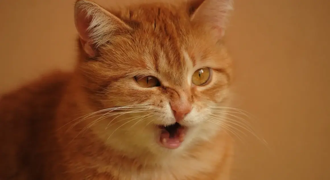 Un chat roux aux yeux ambrés semble avoir une quinte de toux, la gueule ouverte et les moustaches tendues.