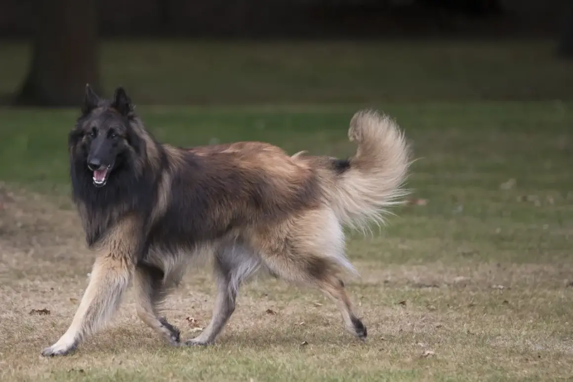 Un magnifique berger belge Tervueren, au pelage long et fauve, trotte sur l'herbe, la queue en panache.