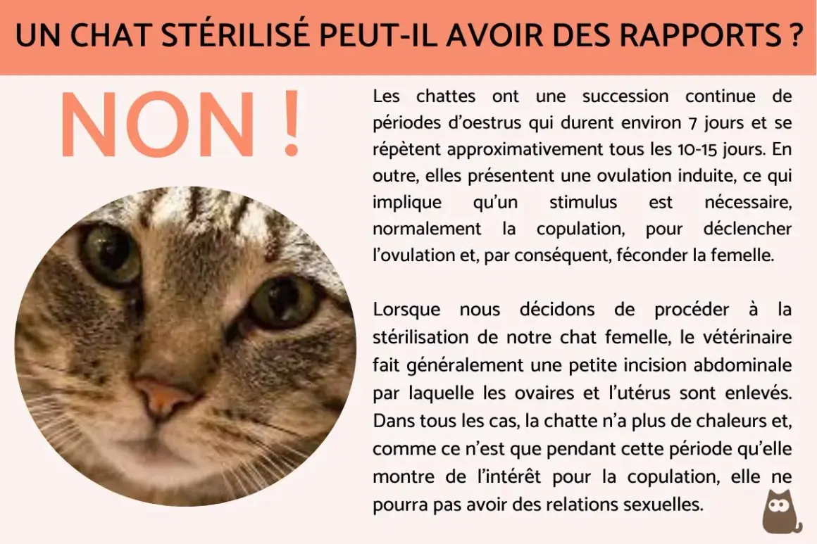 Portrait d'un chat tigré, avec le texte "NON !" en gros caractères. La stérilisation empêche le marquage urinaire chez le chat.