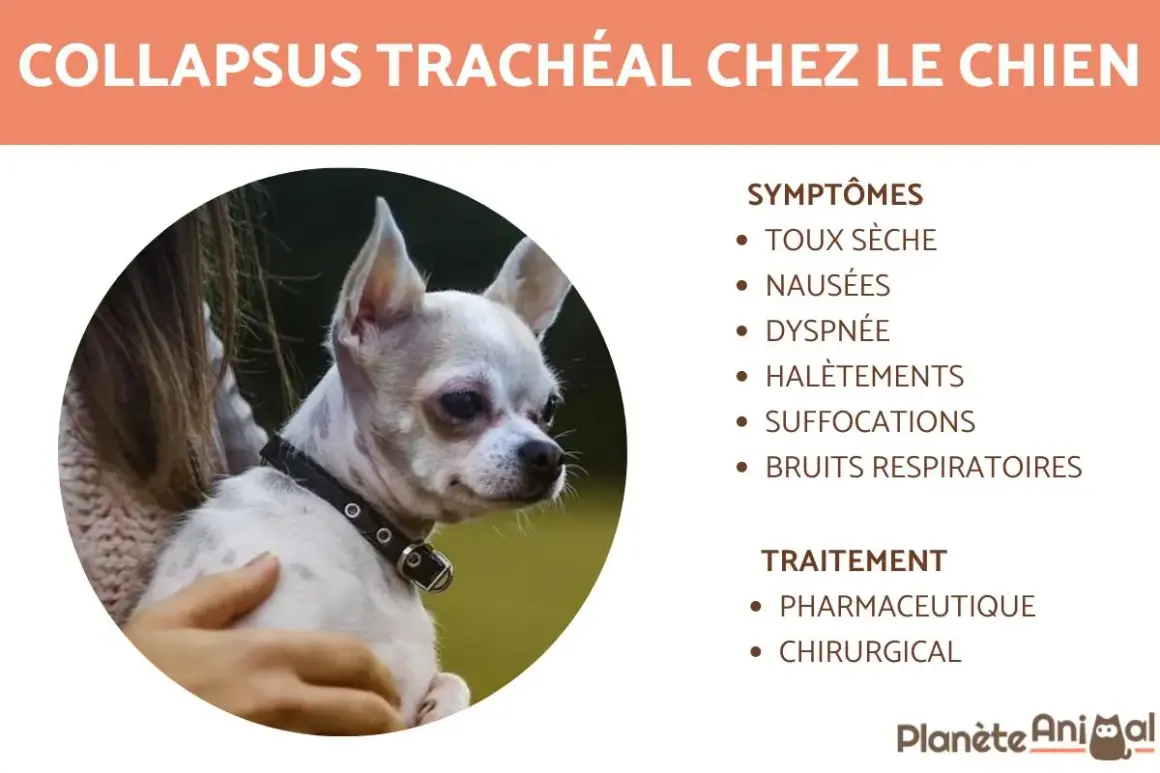 Chien avec collapsus trachéal, une condition affectant la respiration. L'espérance de vie dépend du traitement. Symptômes : toux, dyspnée.