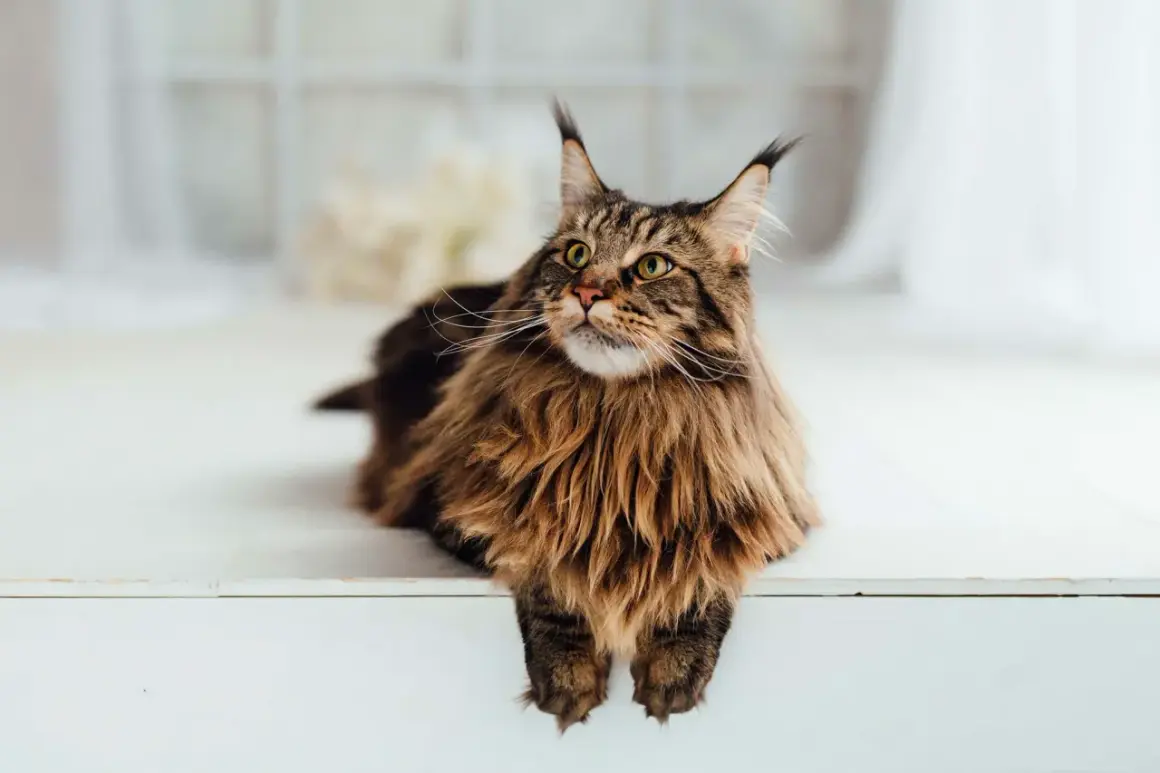Magnifique Maine Coon au pelage brun tigré, assis sur une surface blanche. Il attend sa nourriture avec impatience.