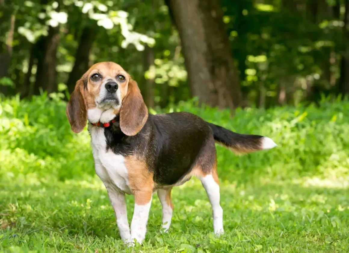 Beagle adulte caractère : ce chien tricolore, au regard curieux, se tient fièrement dans l'herbe verte, prêt pour une nouvelle aventure.