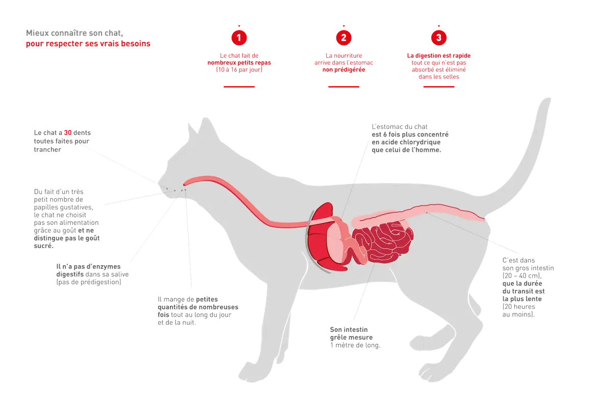 Anatomie du chat : son système digestif est adapté à de petits repas fréquents. La digestion est rapide, avec un estomac très acide. Le temps de digestion dans le gros intestin est d'au moins 20 heures.