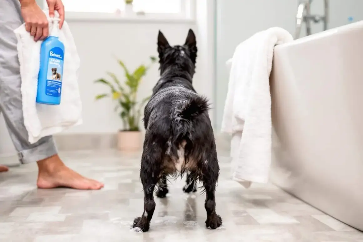 Un chien noir mouillé attend près de la baignoire, prêt pour son bain. La fréquence de lavage du chien est importante pour son hygiène.