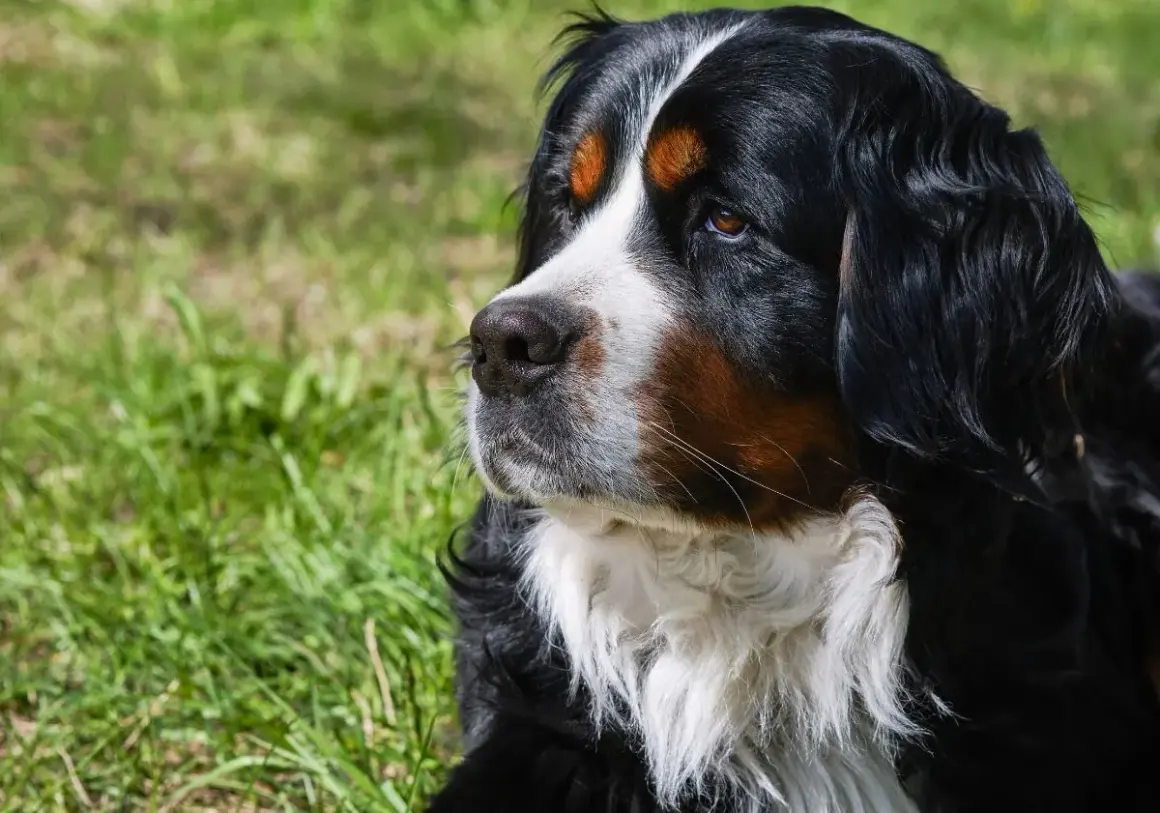 Gros chien de race Bouvier Bernois, au pelage noir, blanc et brun, regardant au loin dans l'herbe.