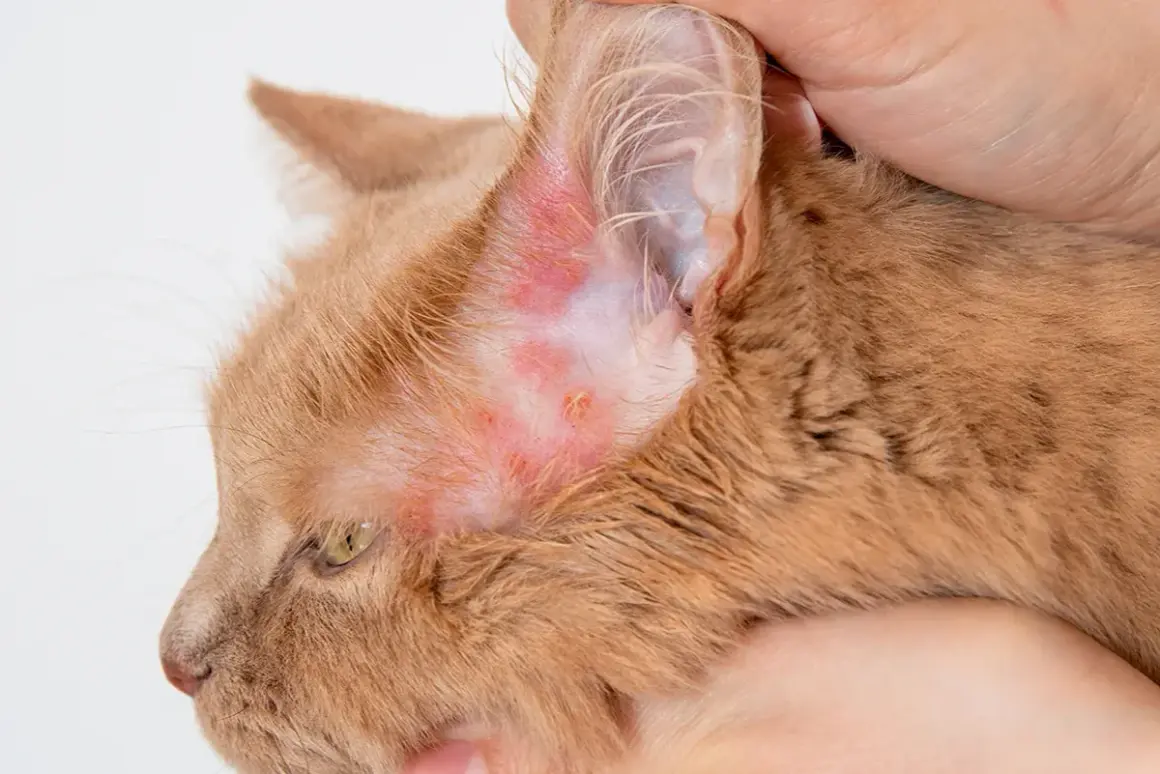 Gros plan sur la tête d'un chat roux, montrant une zone d'eczéma rouge et irritée près de son oreille.