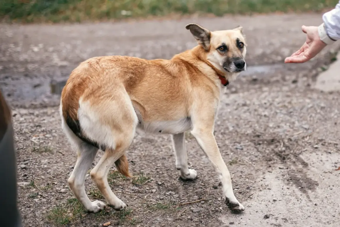 Un chien timide, queue entre les jambes, regarde une main tendue.