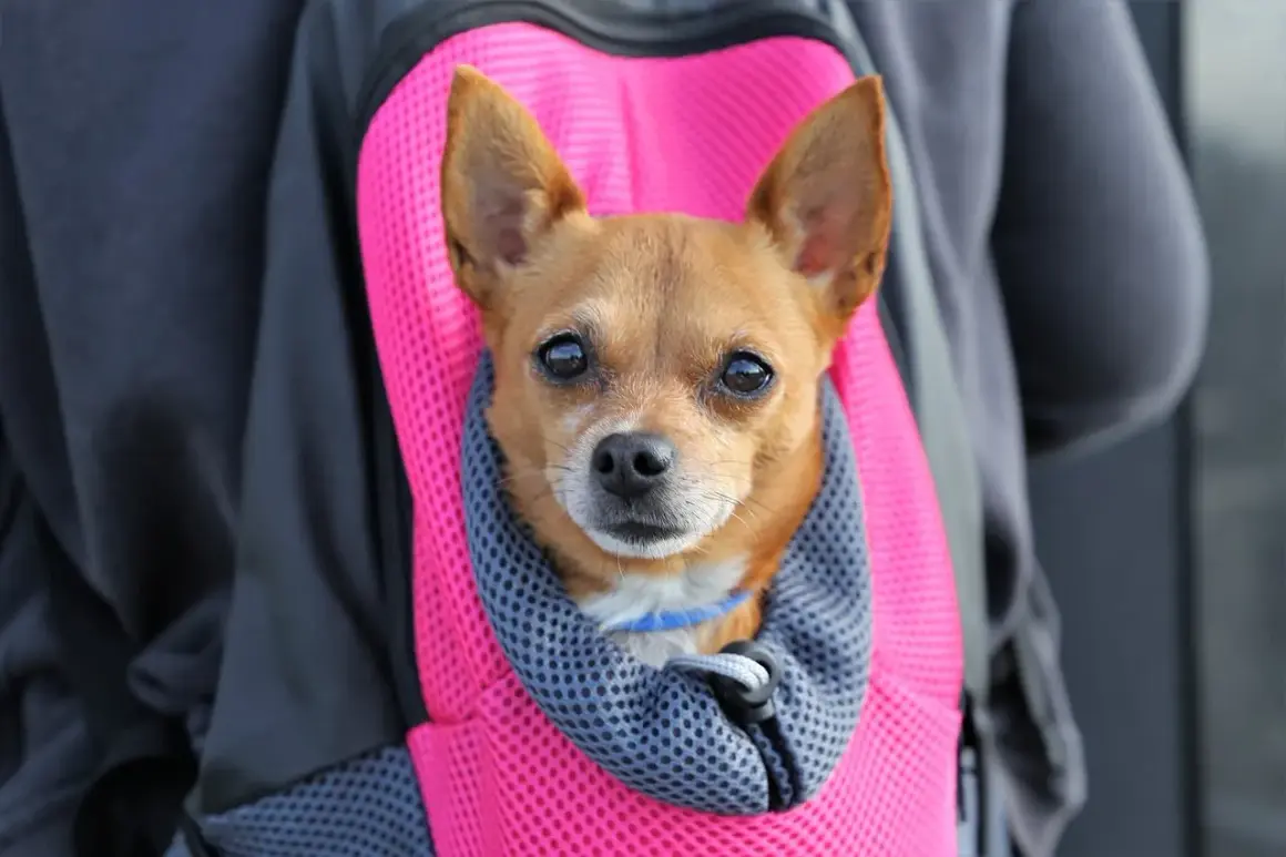 Un petit chien brun est confortablement installé dans un sac à dos rose vif, prêt pour une aventure. Une belle illustration de comment porter un chien en toute sécurité.