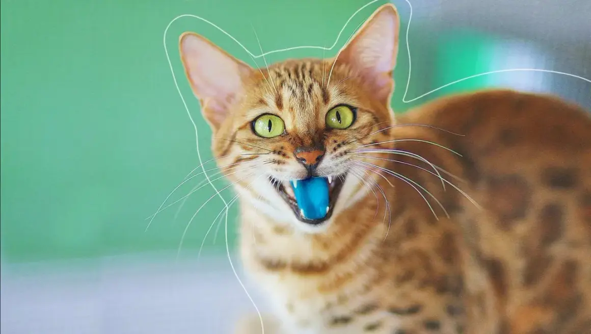 Un chat tigré aux yeux verts écarquillés, avec une langue bleue sortie, semble prêt à jouer.