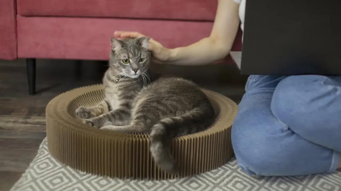 Un chat tigré se repose dans son panier en carton pendant que sa maîtresse, assise à côté, travaille sur son ordinateur. Elle lui caresse la tête, un moment de complicité avant de partir en voyage et de devoir faire garder son chat.
