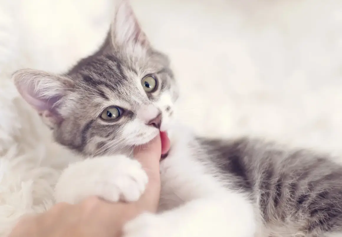 Un adorable chaton gris et blanc, avec de grands yeux verts, mordille gentiment un doigt.