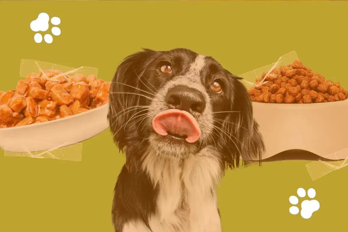 Un chien lèche ses babines devant des bols de croquettes et de pâtée. La question : peut-on mélanger croquettes et pâtée pour chien ?