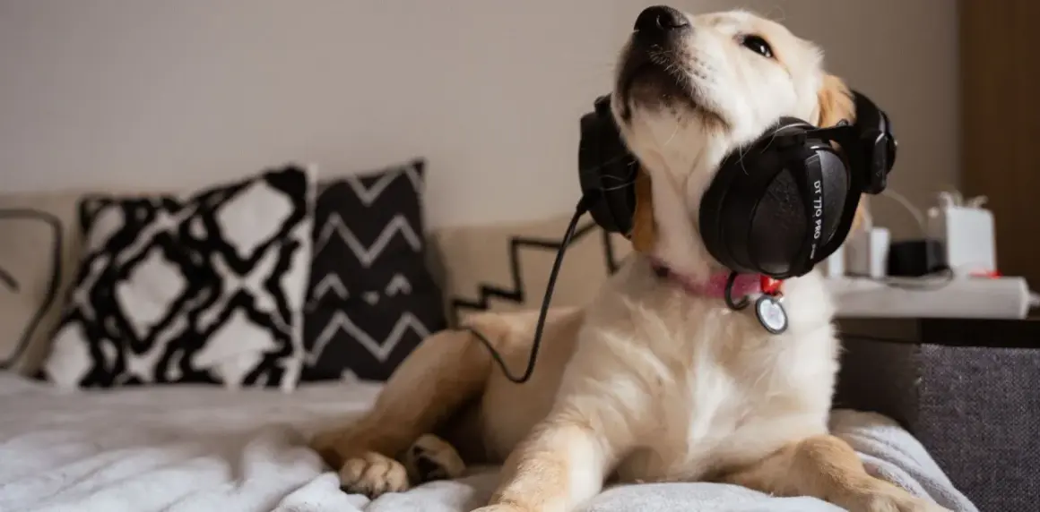 Un chiot golden retriever écoute de la musique pour chien qui aboie, détendu sur un lit avec des coussins graphiques.