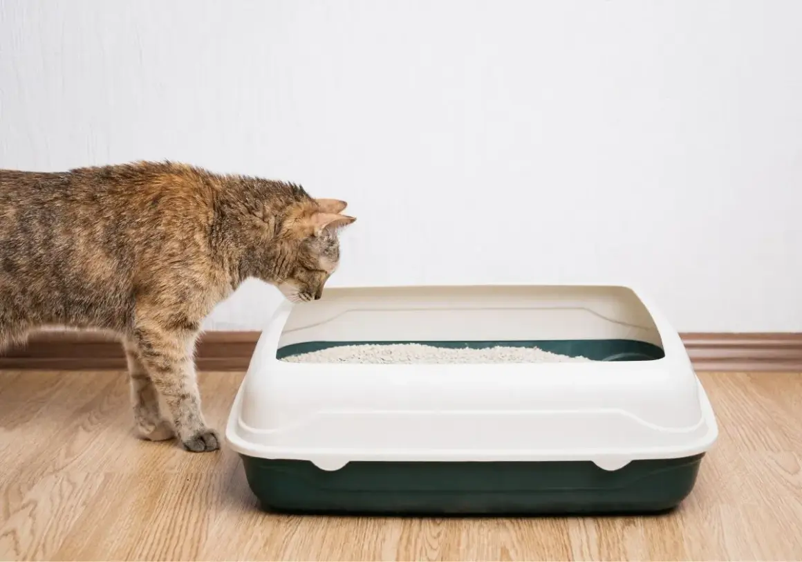Un chat tigré renifle une litière propre. La taille de la litière chat est parfaite pour lui.