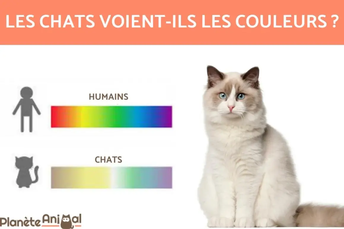 Les chats voient-ils les couleurs ? Comparaison des spectres de couleurs humains et félins. Un chat Ragdoll est assis à droite.