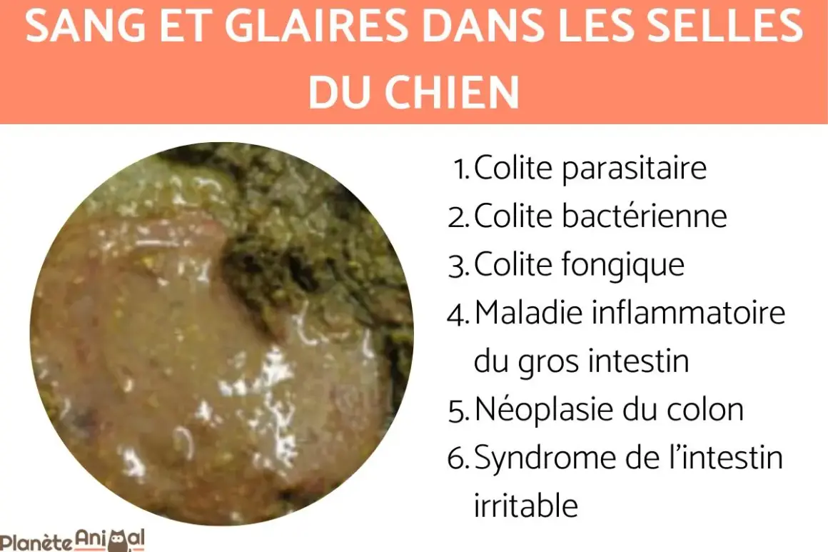 Gros plan sur des selles de chien molles, avec du sang et des glaires, suggérant diverses affections intestinales.