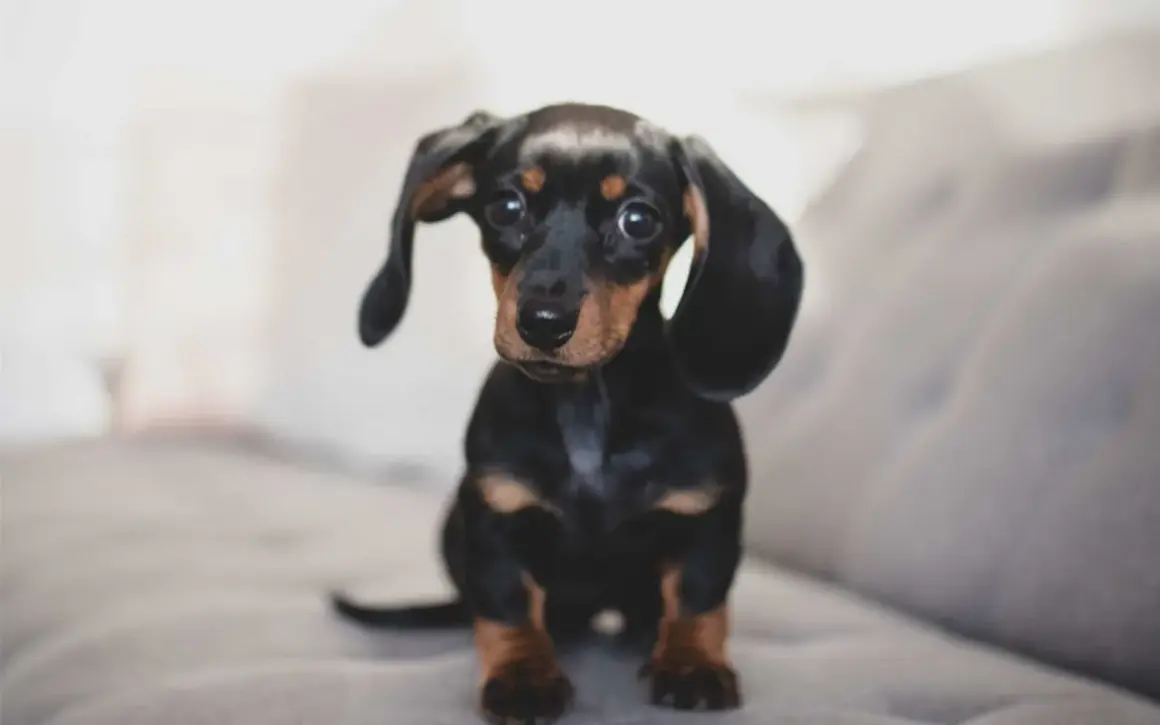 Adorable chiot teckel, un exemple de liste race de chien petit, avec ses longues oreilles tombantes et son regard attendrissant.