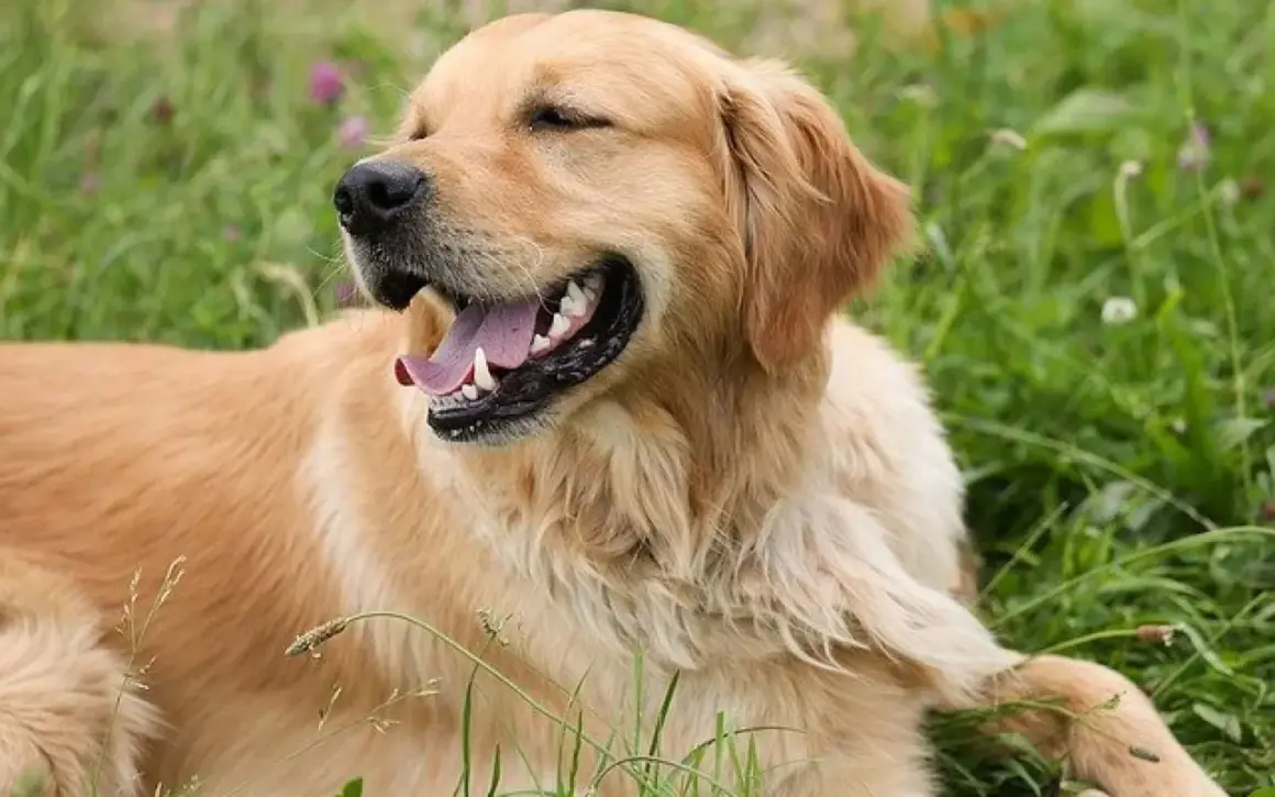 Un golden retriever heureux, le voile du palais visible, se repose dans l'herbe verte.