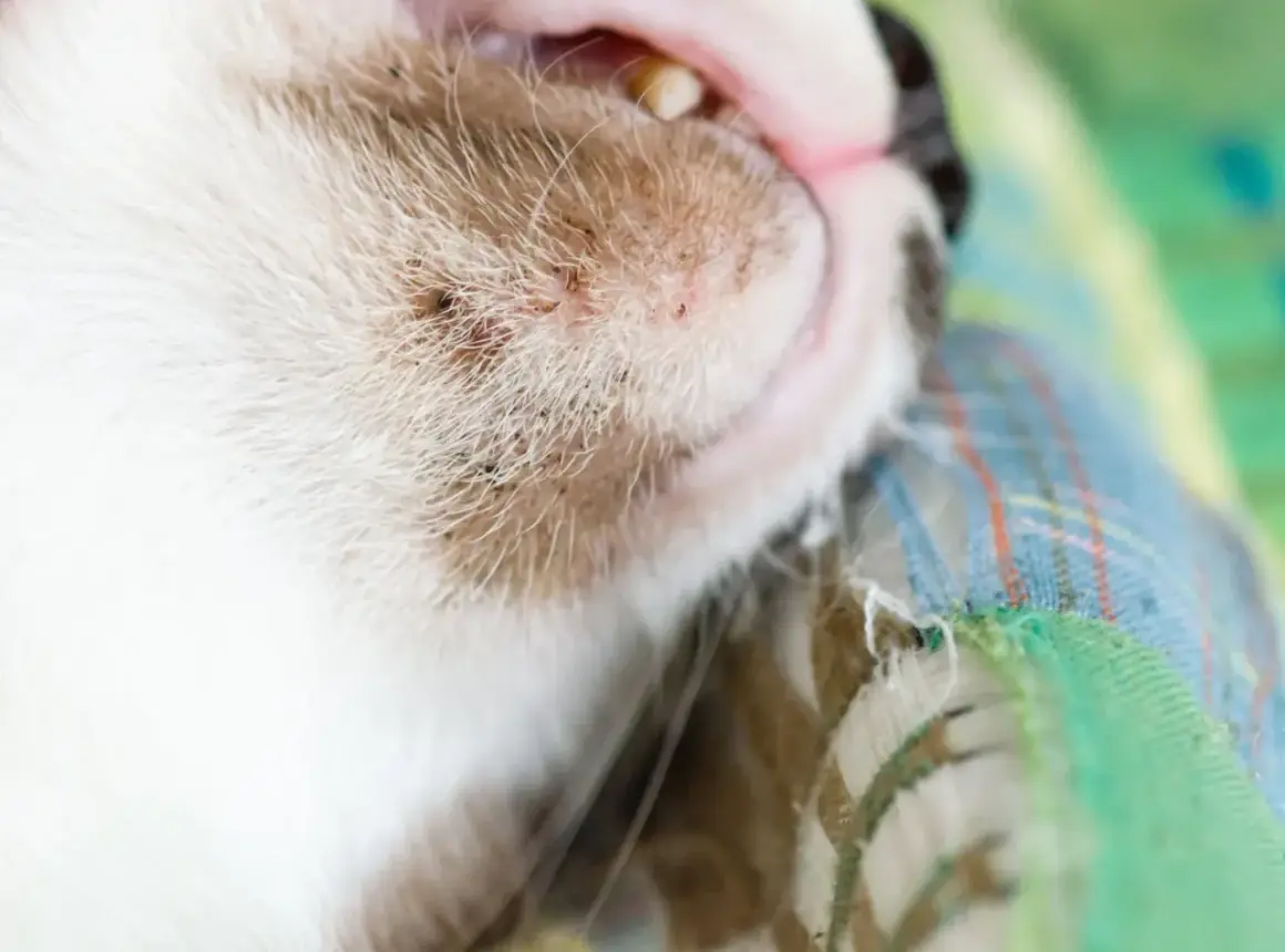 Gros plan sur le museau d'un chat blanc et roux, montrant des points noirs et rouges, possible acné du chat. Un traitement naturel pourrait aider.