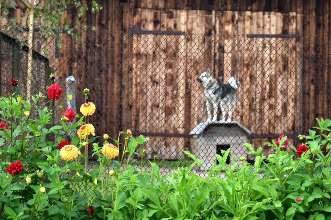 Un chien sibérien sur son abri, derrière une clôture, en attendant de faire garder son chien par la SPA. Fleurs rouges et jaunes au premier plan.