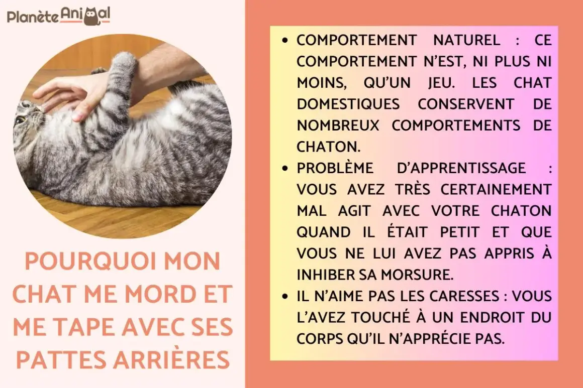 Un chat tigré se roule sur le dos, une main le caresse. Il semble prêt à me pousser avec ses pattes arrières.