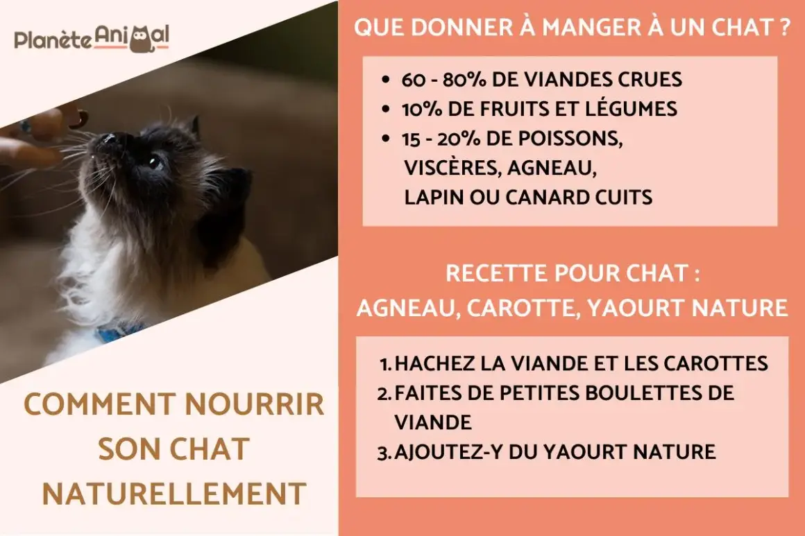 Un chaton siamois regarde une main qui lui tend un aliment. La recette pour chat propose agneau, carotte et yaourt nature.