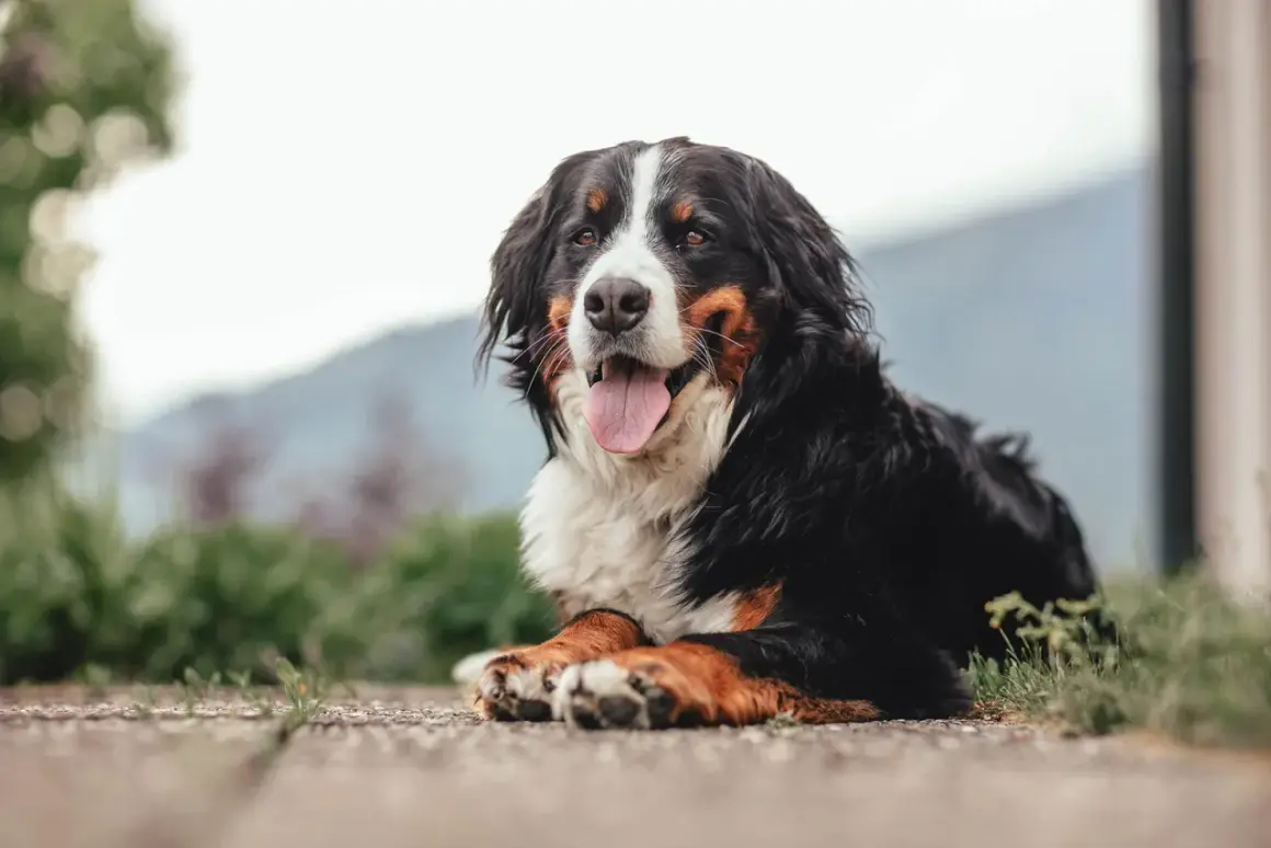 Magnifique bouvier bernois au poil long, langue sortie, profitant d'un moment de détente. Une alimentation adaptée est essentielle pour sa santé.