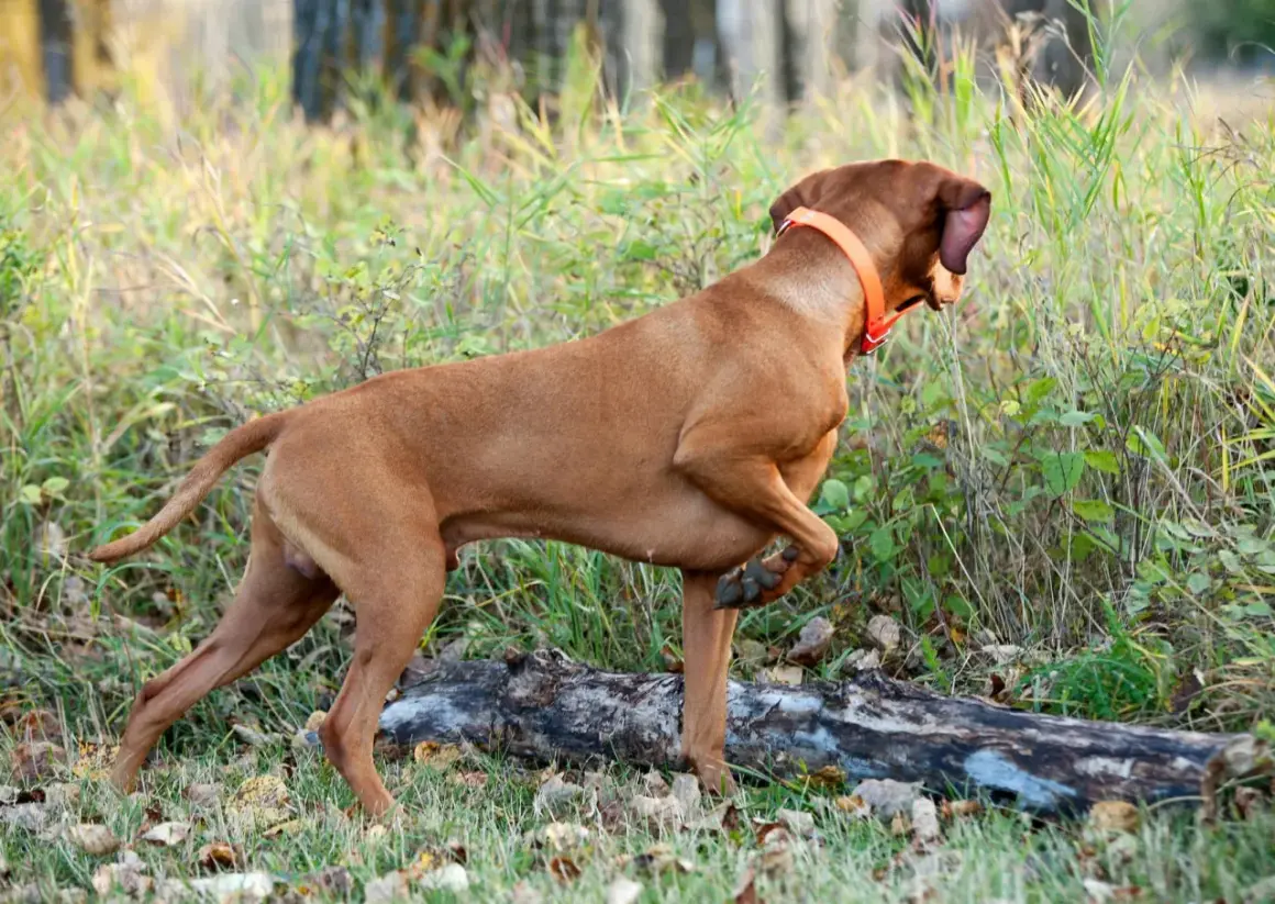 Un chien braque roux, portant un collier orange, est à l'affût dans l'herbe haute près d'une souche d'arbre.