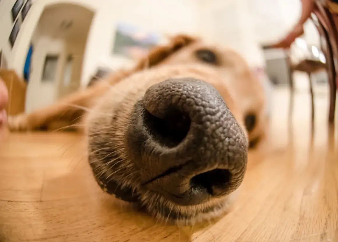 Un gros plan sur le museau d'un chien. Une astuce de grand-mère pour l'odeur du chien : le brosser régulièrement !