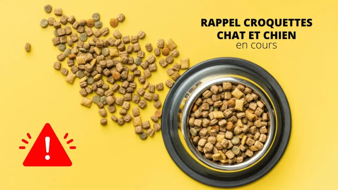 Attention ! Rappel : peut-on donner des croquettes pour chat à un chien ? Des croquettes pour animaux sont éparpillées et dans une gamelle.