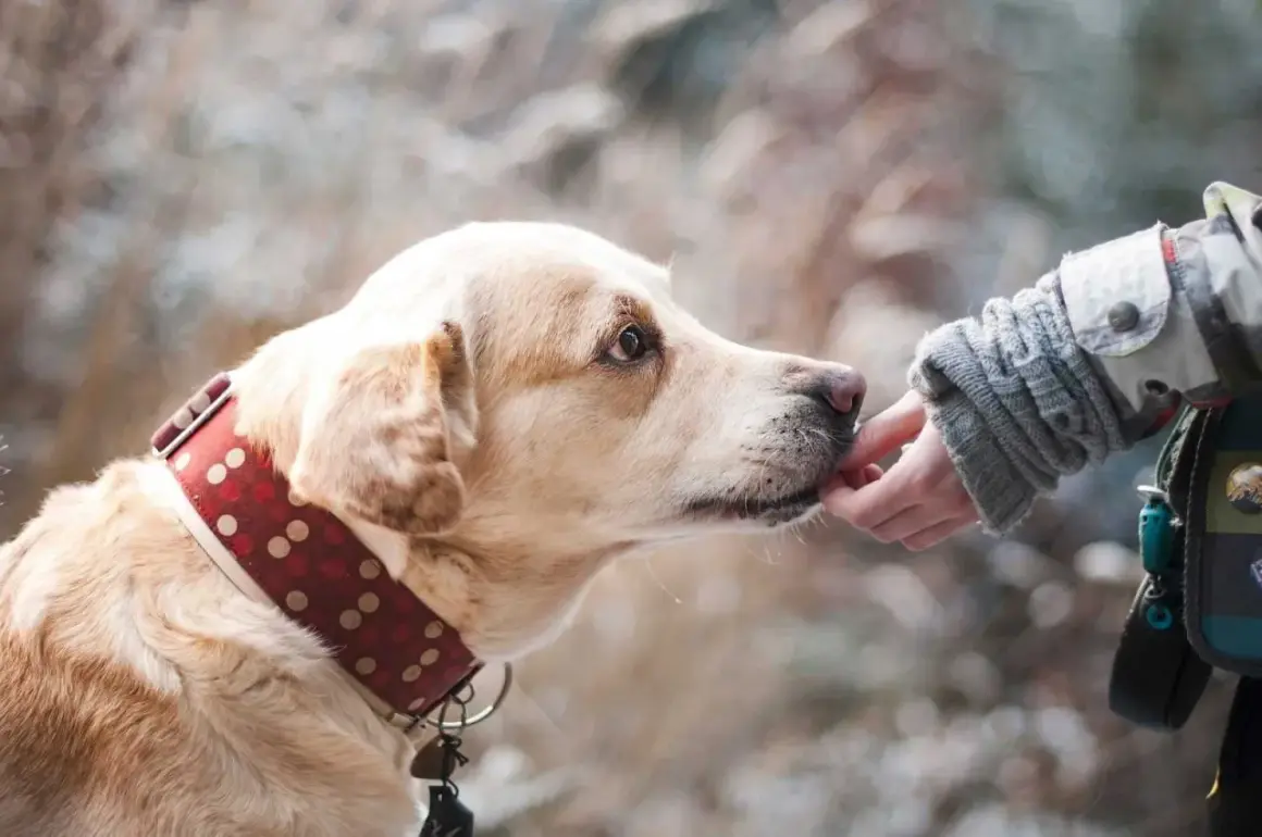 Un chien timide, mon chien a peur de tout, accepte une friandise d'une main bienveillante.