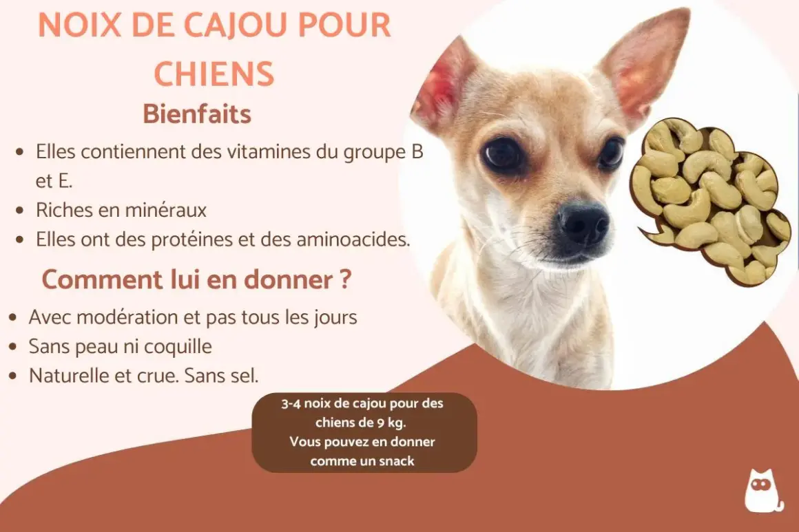 Un petit chien regarde des noix de cajou. L'image explique les bienfaits des noix de cajou pour les chiens.
