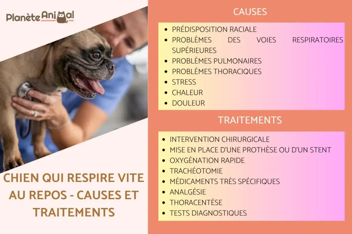 Un bouledogue français est examiné par un vétérinaire. L'image liste les causes et traitements de la détresse respiratoire chez le chien, un symptôme à ne pas ignorer.