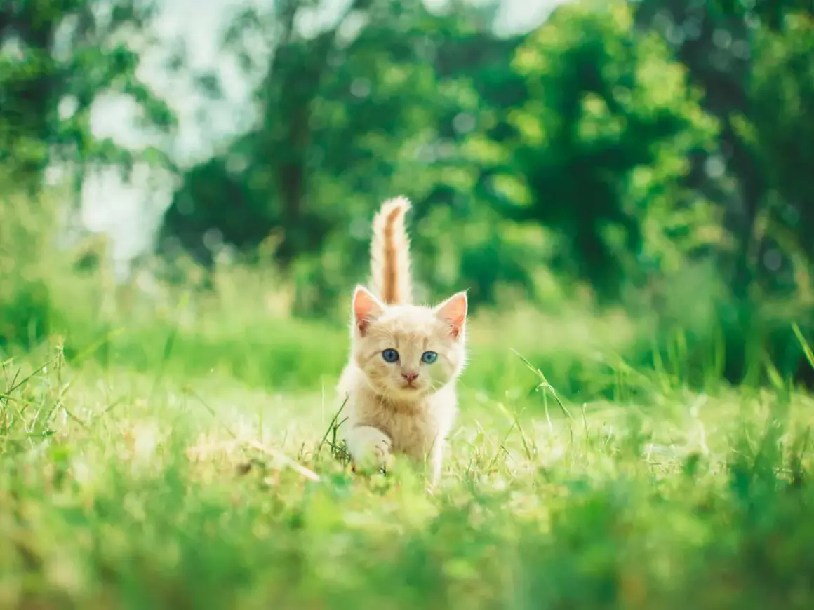 Un adorable chaton roux aux yeux bleus court dans l'herbe verte. Il semble que mon chat me suit partout, même dans la nature.