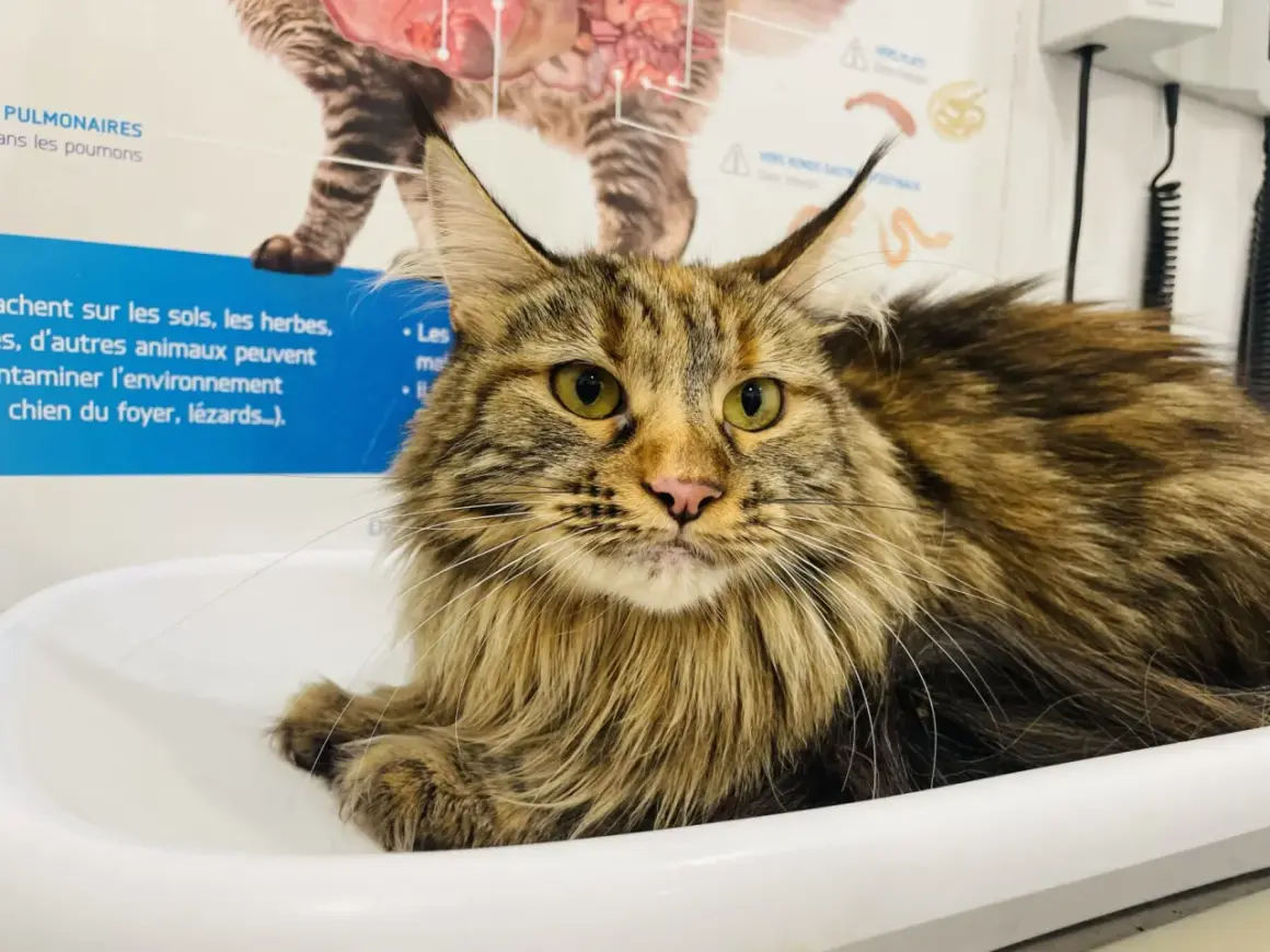 Gros chat Maine Coon aux yeux verts, possiblement atteint d'hyperthyroïdie, dont l'alimentation est surveillée.