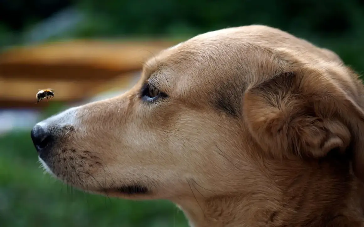Un chien regarde une abeille volante. L'image évoque l'inquiétude d'un œdème de Quincke chez le chien, dont la durée peut varier.