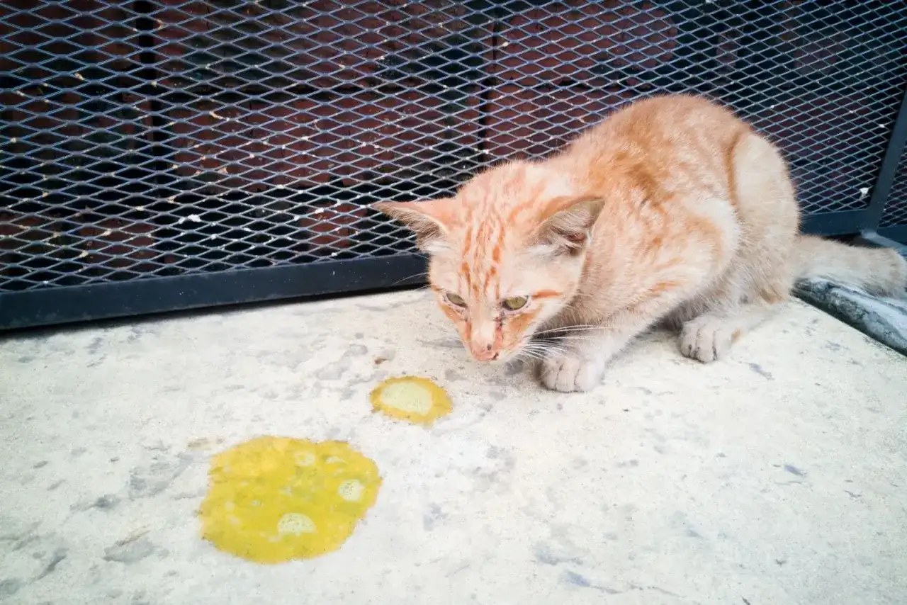 Chat qui vomit jaune et ne mange plus - que faire ?