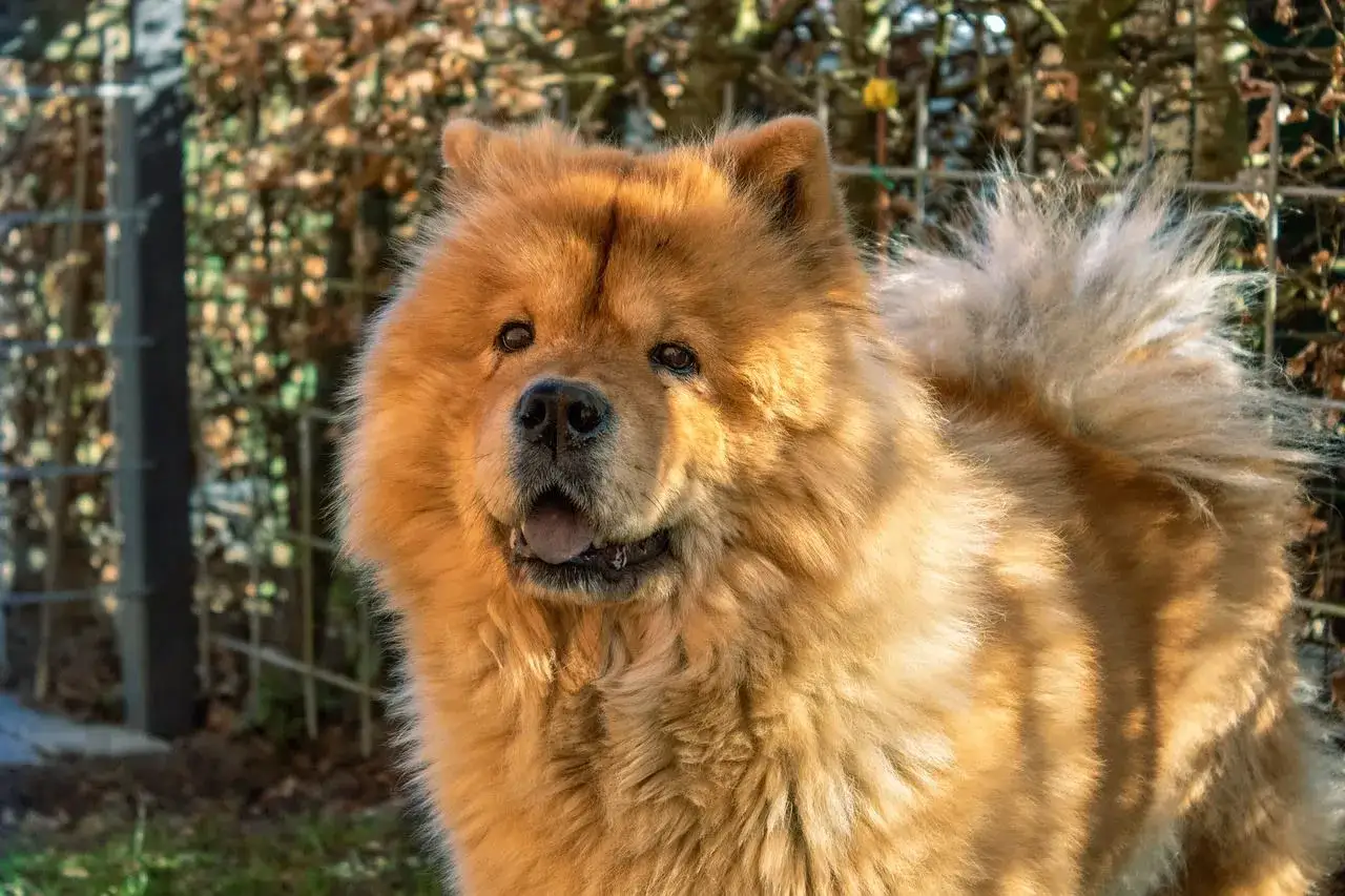 Un adorable chow chow &agrave; la fourrure dor&eacute;e, le regard curieux, se tient dehors, pr&ecirc;t pour une aventure.