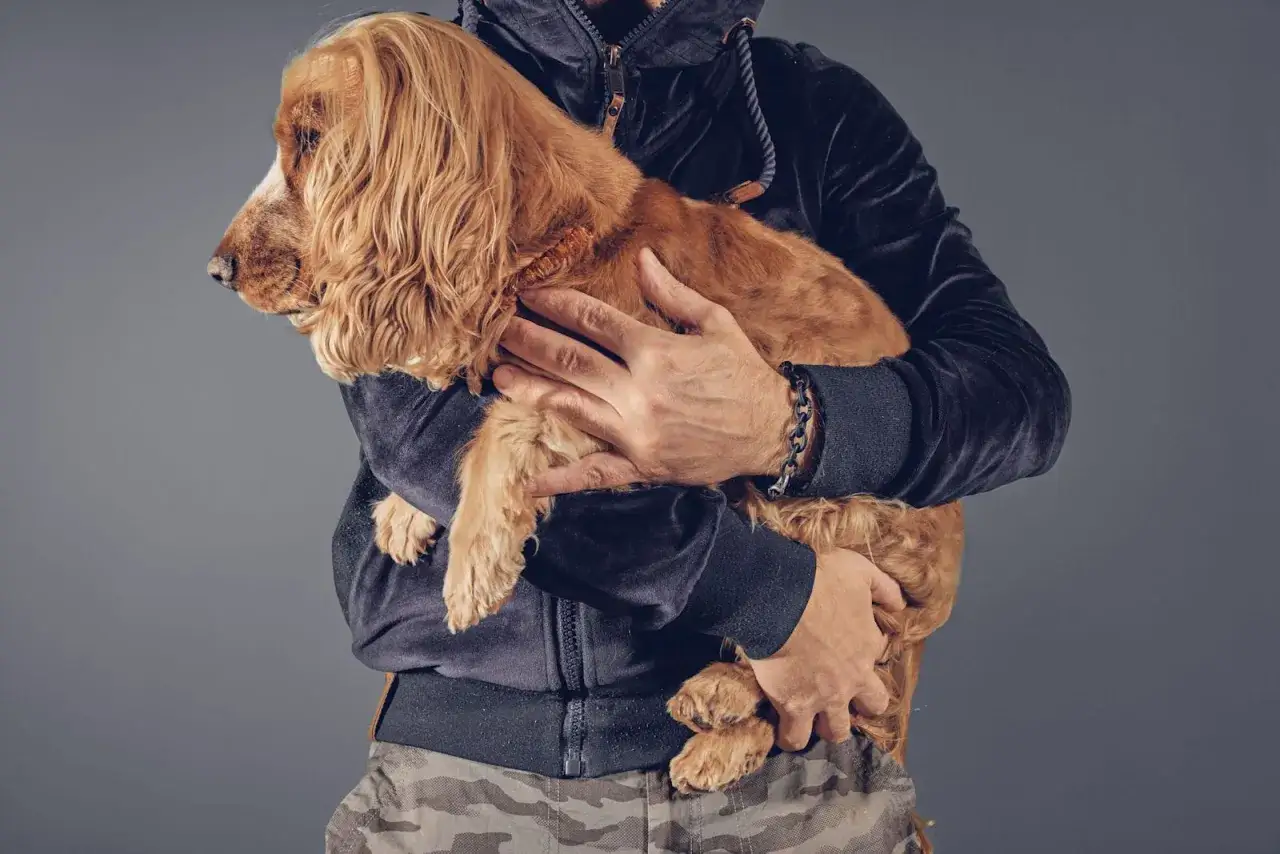 Un homme porte tendrement un chien de race cocker spaniel. Il le tient dans ses bras, une démonstration de comment porter un chien avec amour et sécurité.